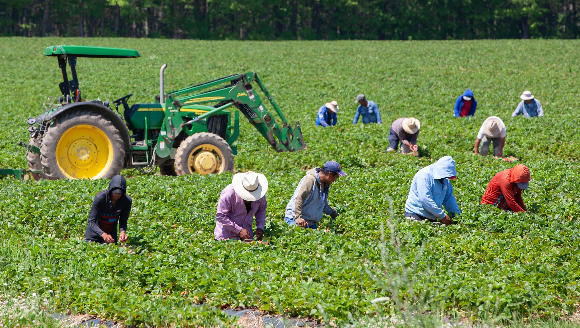 Île d'Orléans, Quebec, Canada - July 10, 2020: Migrant Mexican workers on six month visas working in strawberry field.