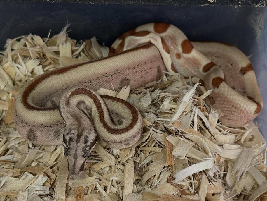 Poss Super Hypo Jungle Het VPI Boa