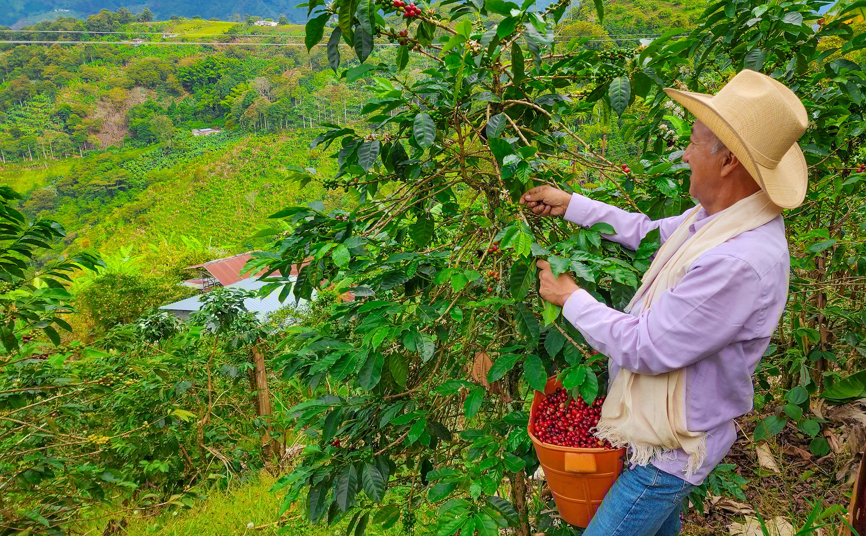 Elderly man collects coffee from his crops on the farm