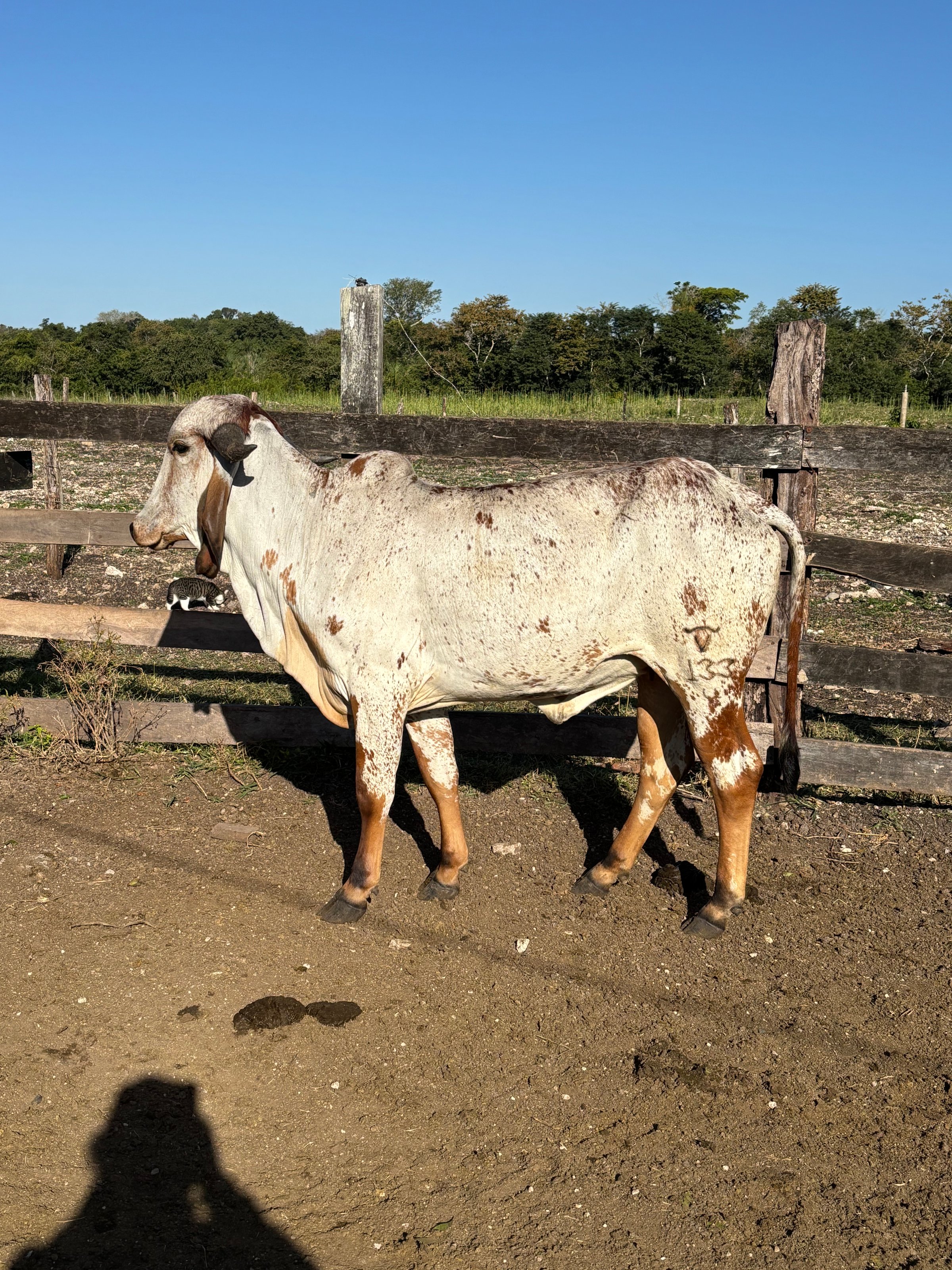 Milagros - donadora Gyr hija de Jaguar TE Do Gaviao - embriones Gyr lechero Rancho 3 Jotas