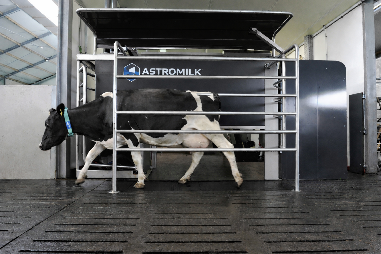 Dairy cows in robotic milking farm