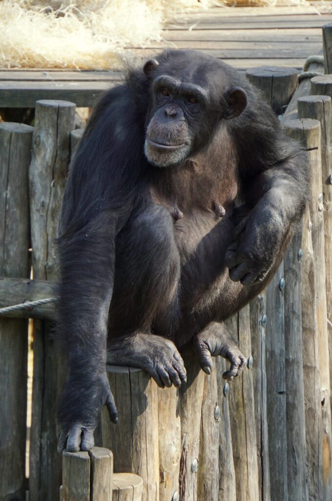 Mayumba, primate rescatado en Fundació Mona