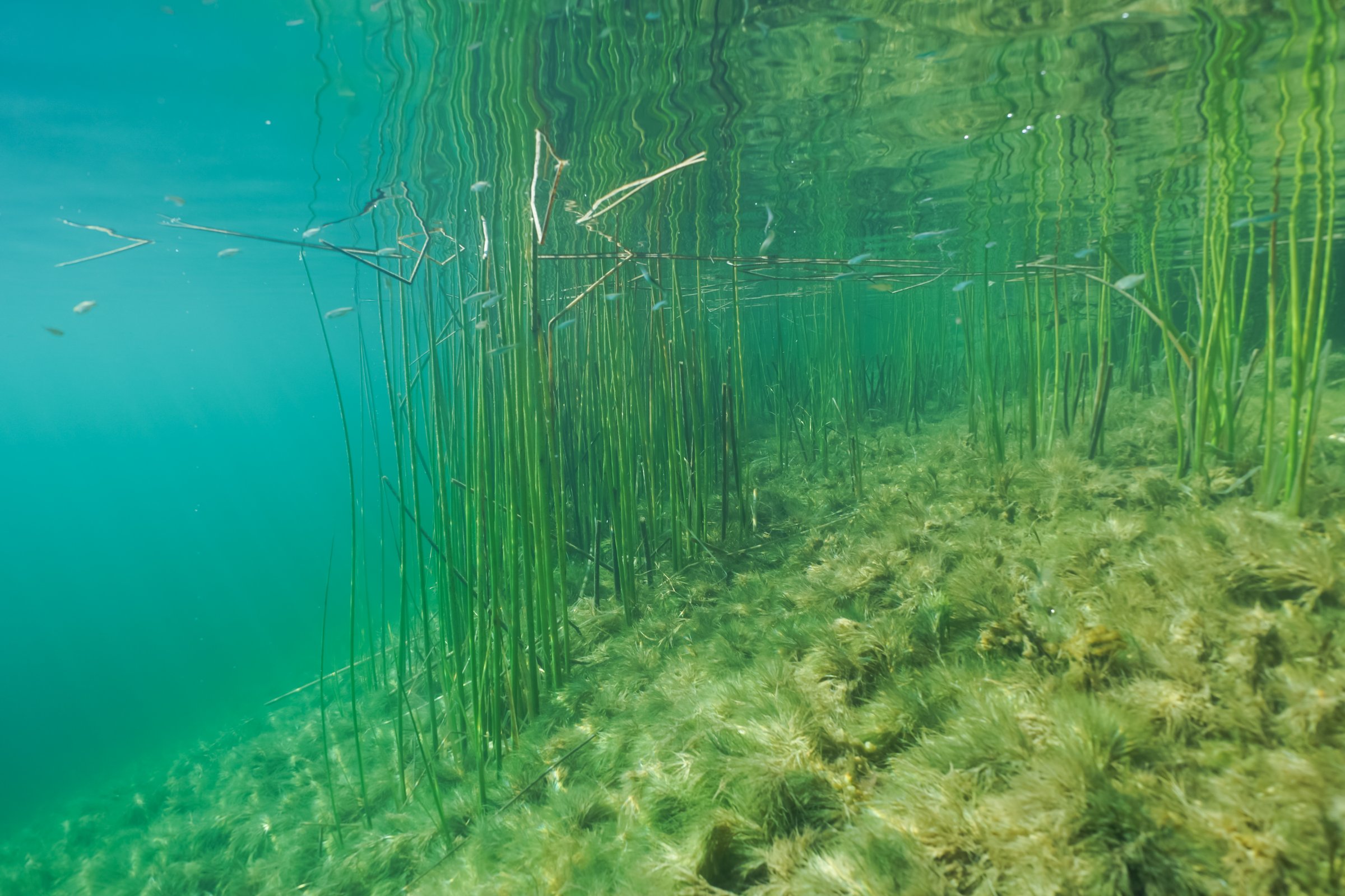 Underwater photo of a Zostera marina seagrass meadow, providing habitat in clear, shallow water.Close up photo