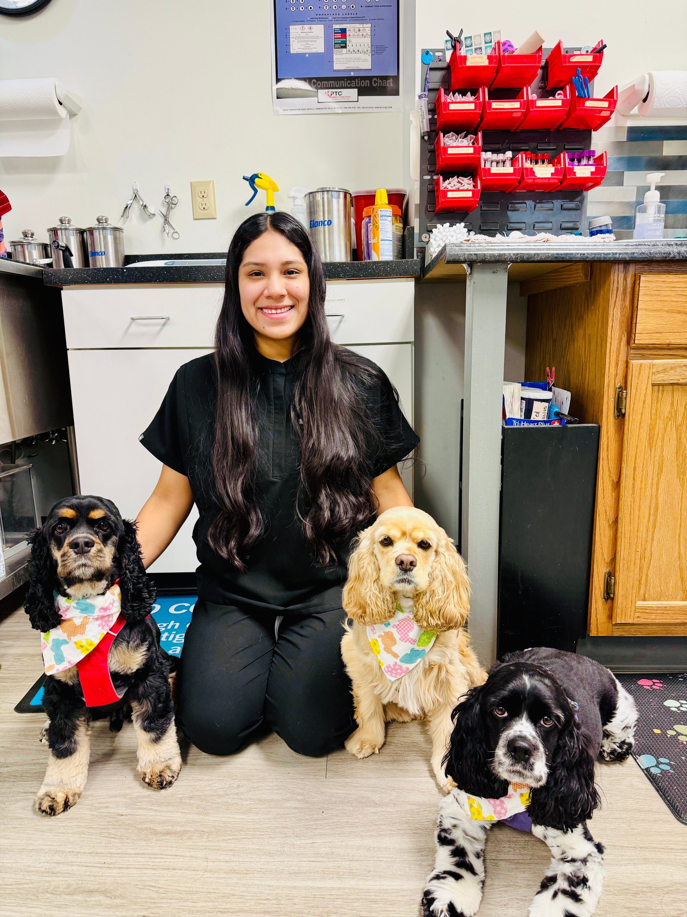 Woman kneeling indoors with three Cocker Spaniels wearing colorful bandanas. Shelves and a calendar are in the background.
