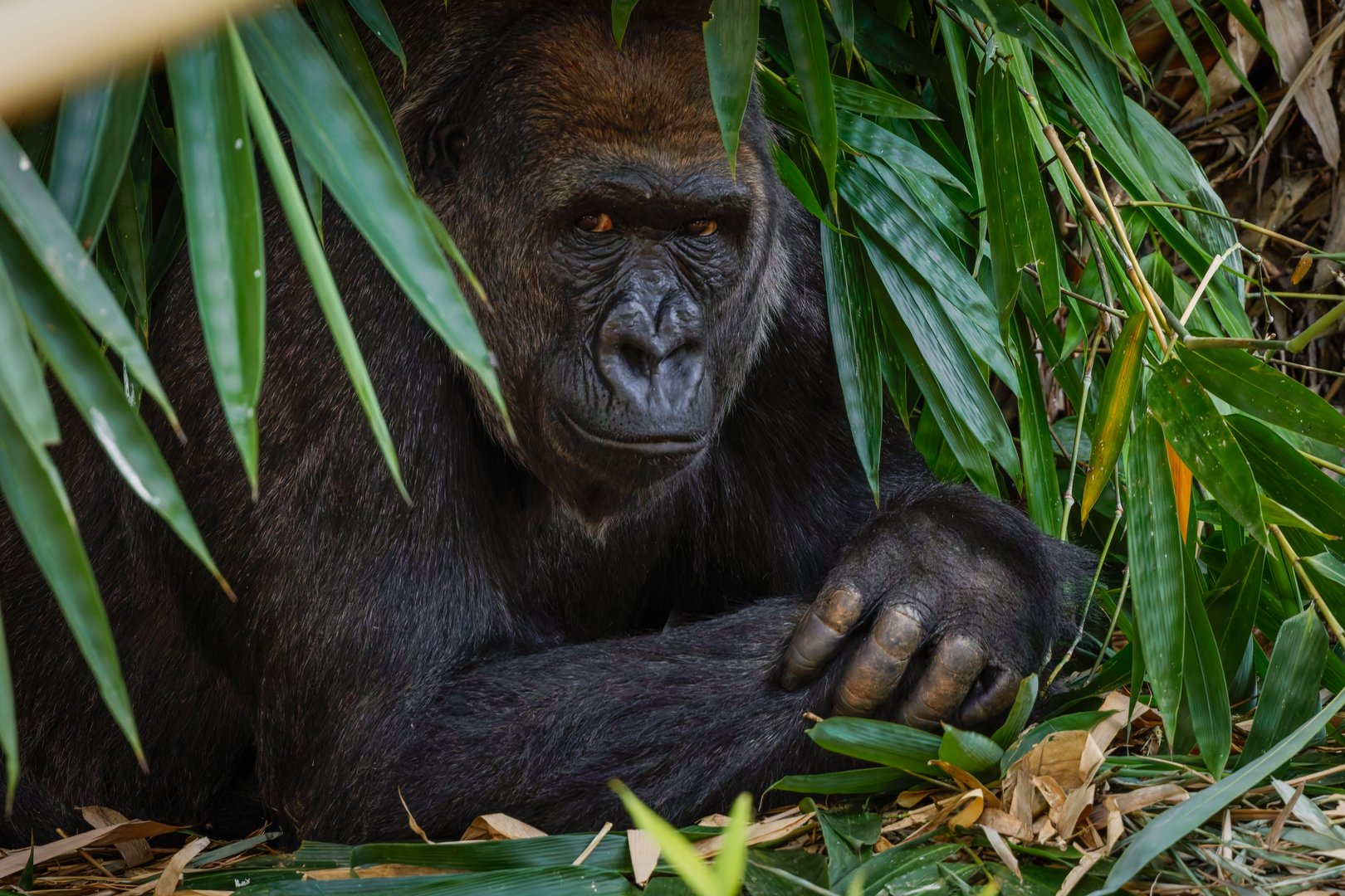 A female western lowland gorilla