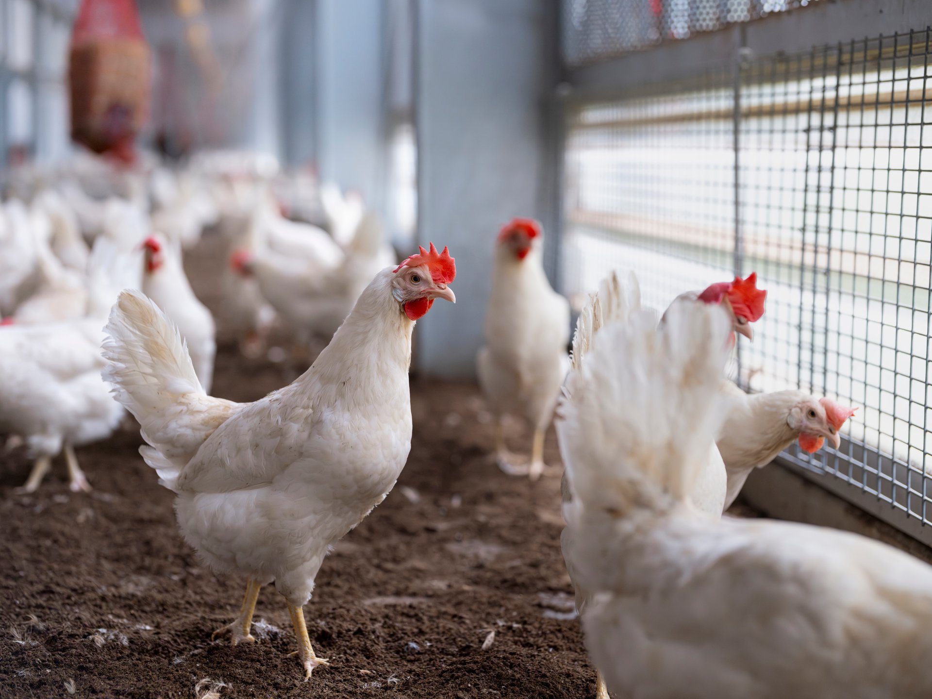 White broiler chickens with bright red combs standing on soil floor near a wire mesh window in a commercial poultry facility. Natural light filters through the mesh, creating a soft contrast with the indoor environment. The birds appear to be looking toward the outside world through the protective barrier.