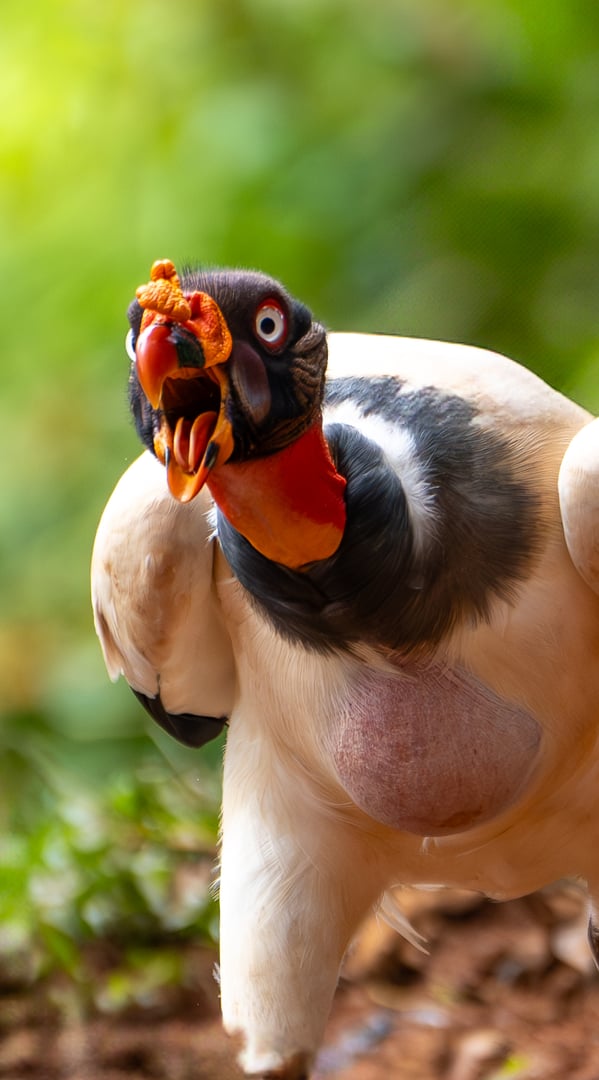 Close-up of a king vulture with distinctive colorful head and beak against a blurred green background.
