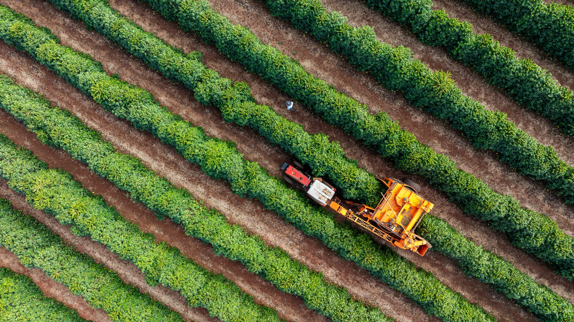 Tractor and harvester in coffee plantation - drone view