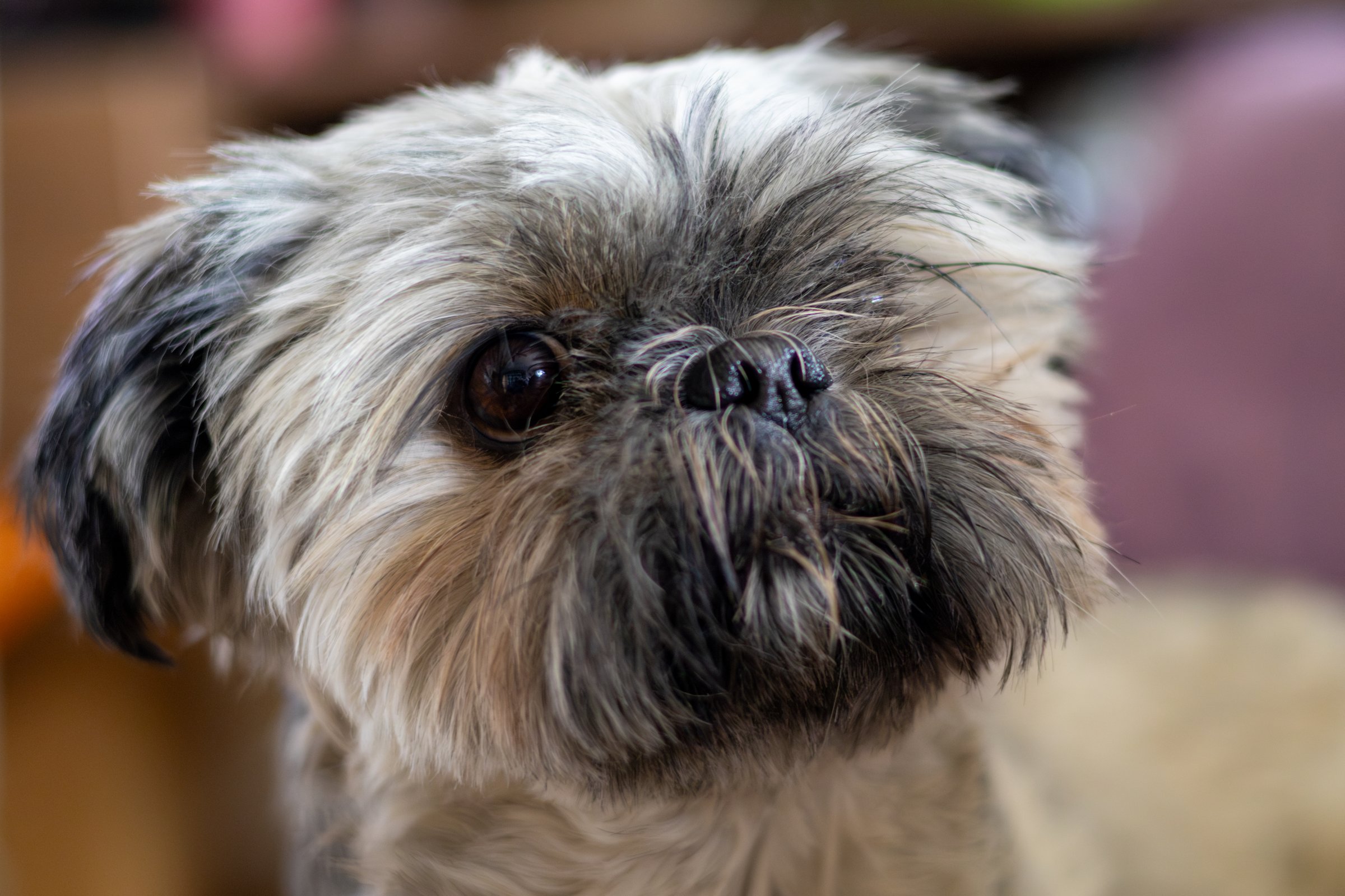 A small dog with a black nose and a white face. The dog is looking at the camera. Griffon Bruxellois or Brussels Griffon
