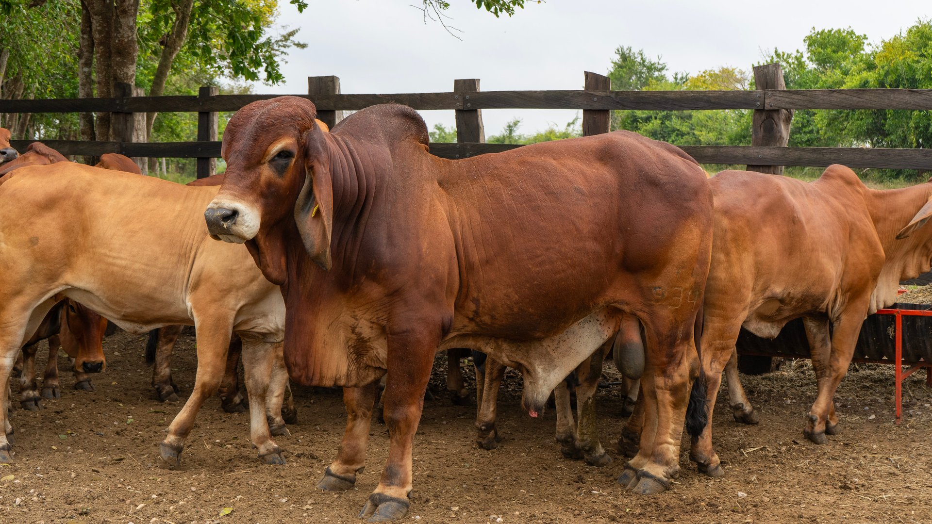 A group of brown Brahman cattle standing in a fenced area with trees in the background.