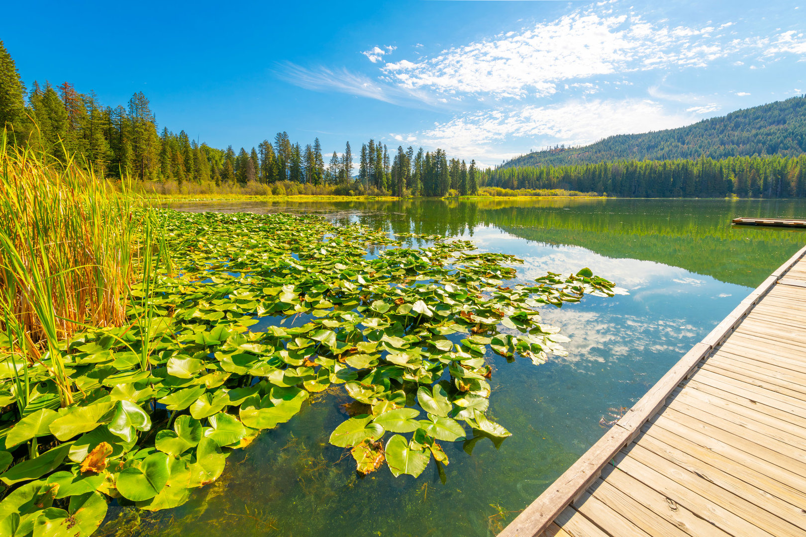 A wooden dock surrounded by floating spatterdock aquatic plants on Round Lake, one of the many small natural lakes in the panhandle region of Coeur d'Alene, Idaho USA.