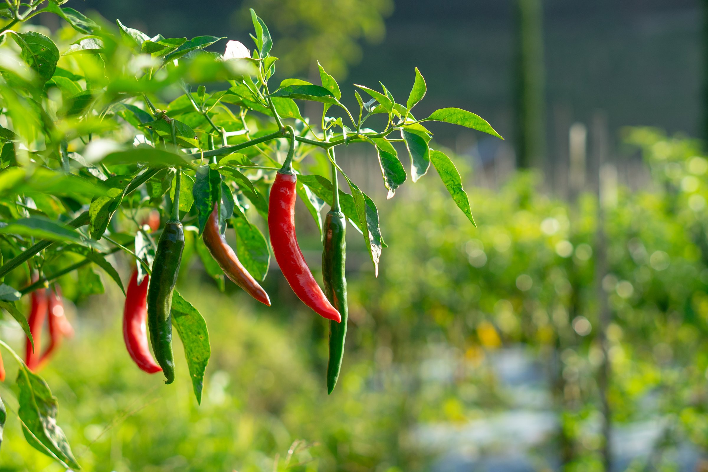 Fresh red and green chili peppers hanging on a branch under morning sunlight in an organic farm. A vibrant symbol of agriculture, sustainability, and tropical food production.