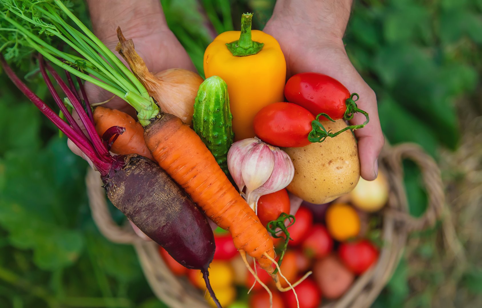 A man with a harvest of vegetables in the garden. Selective focus. Food.
