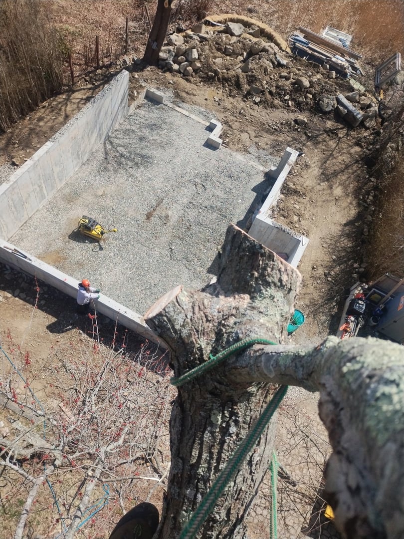 Tree care and removal services