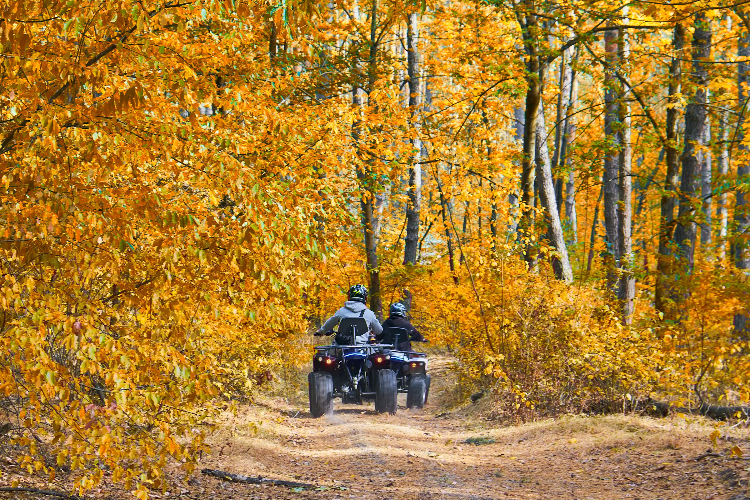 Adventurous quad biking in a sunlit autumn forest - a thrilling outdoor escape, active nature leisure, exhilarating adventure with friends.