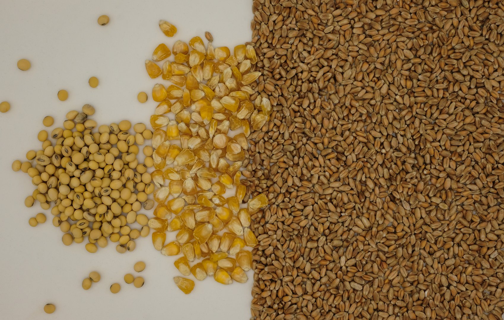 Dried grains or seeds on a white background. Soybeans, corn kernels, wheat grains. Copy space.