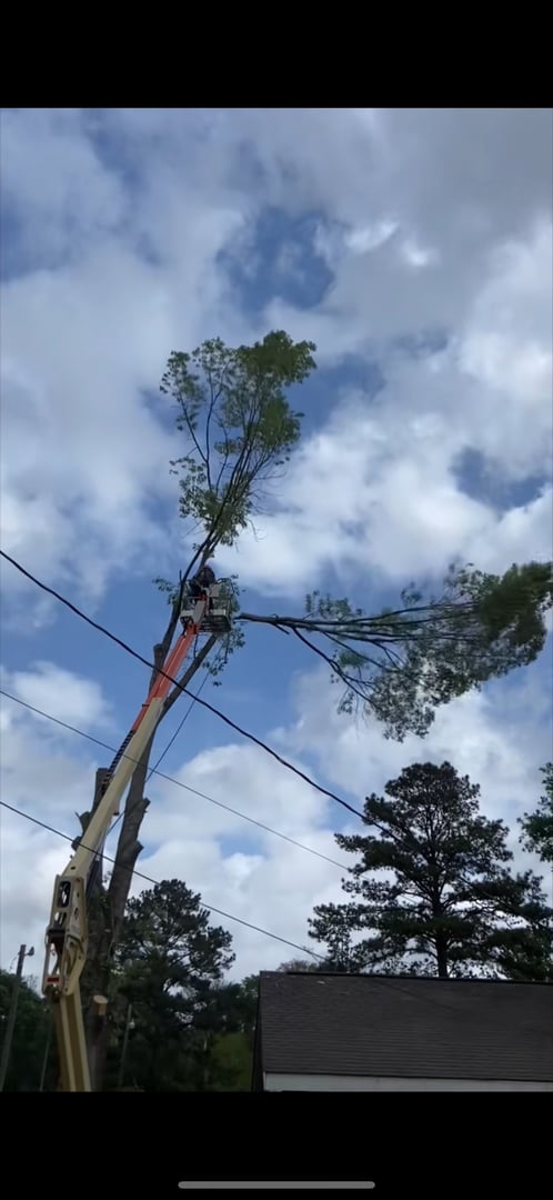 Berry's Tree Pro on-site tree removal project