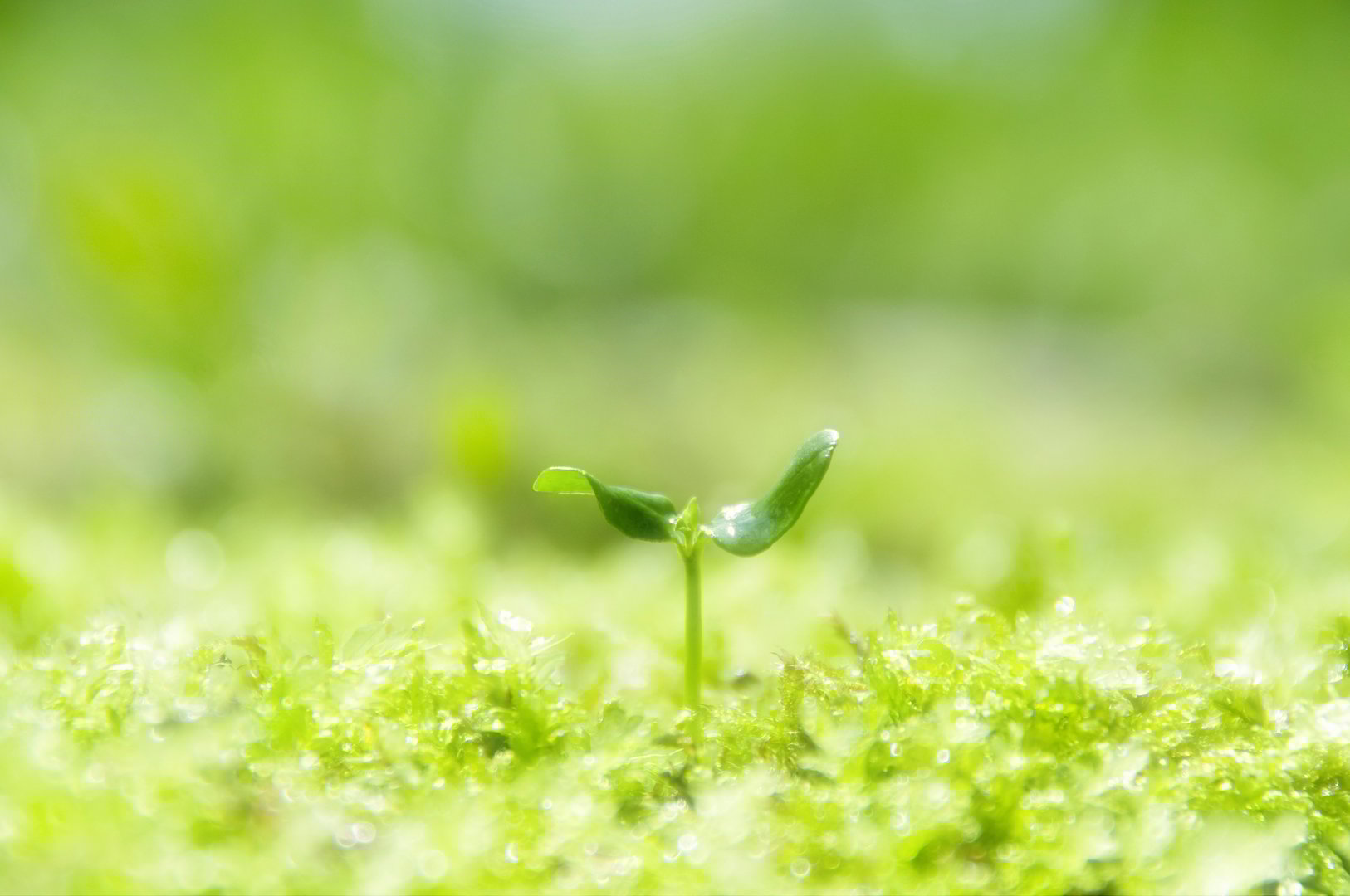 Futaba has positive images such as vitality, freshness, and nature.