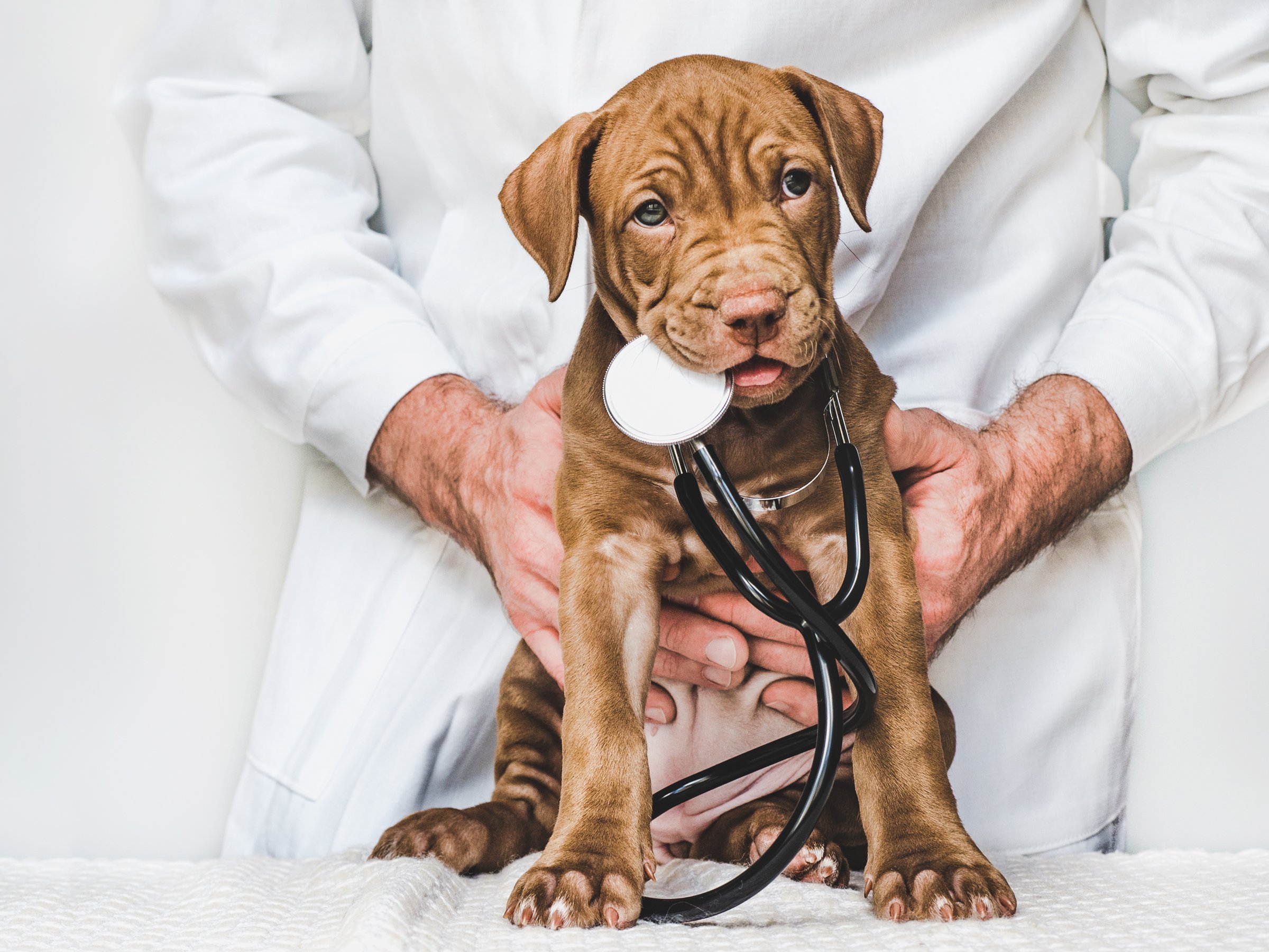 Adorable puppy of chocolate color at the reception at the vet doctor. Close-up, isolated background. Studio photo. Concept of care, education, obedience training and raising of pets