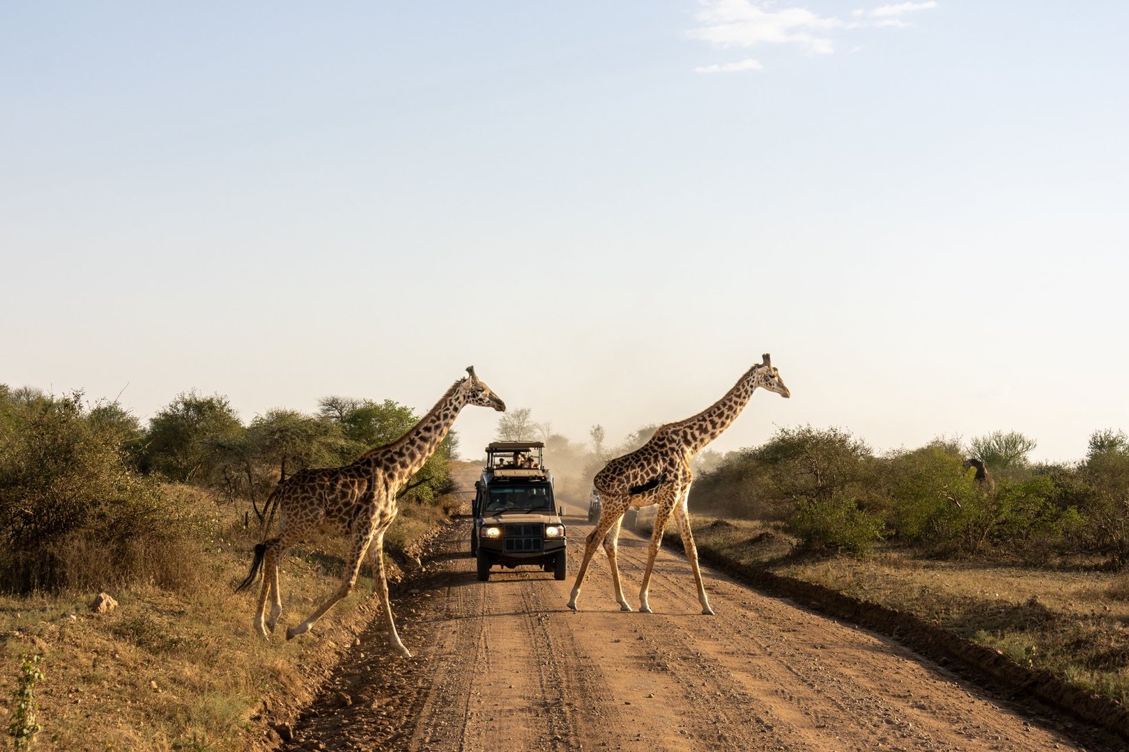 Masai giraffe (Giraffa tippelskirchi) walks across a dirt road in front of a safari vehicle on the savannah plains of Serengeti National Park, Tanzania