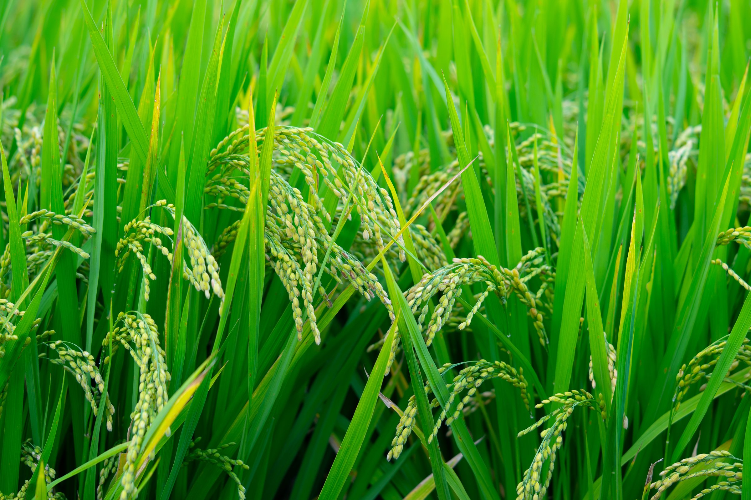 Rice seedlings growing in field