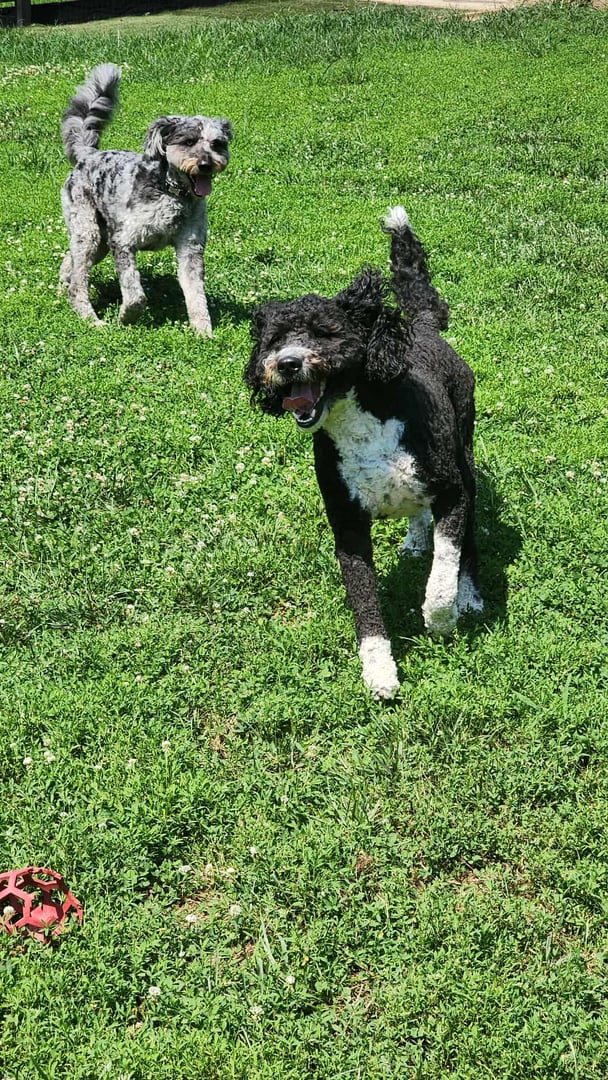 Happy dog in care