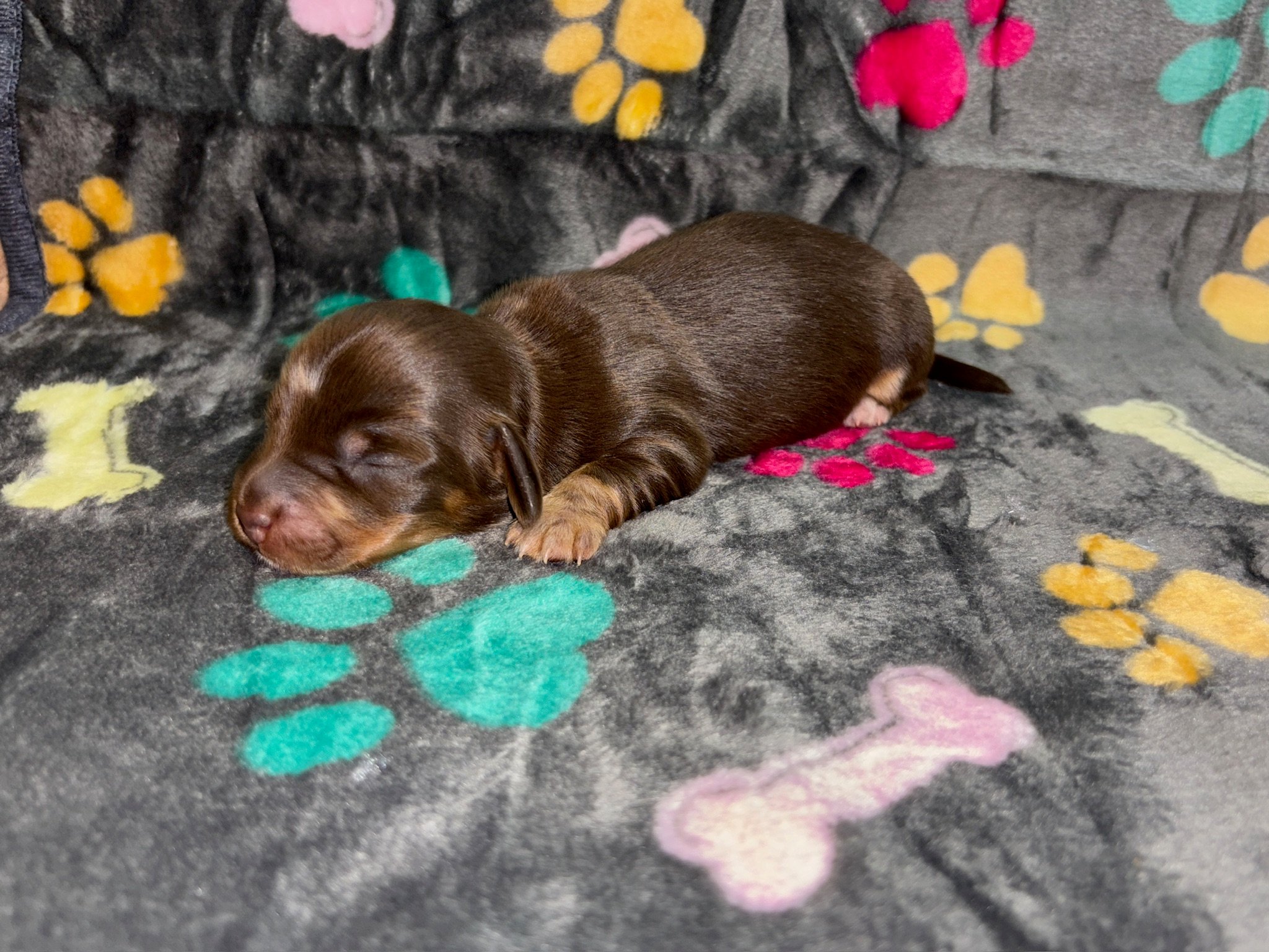 A small brown puppy sleeping on a colorful paw print and bone-patterned blanket.