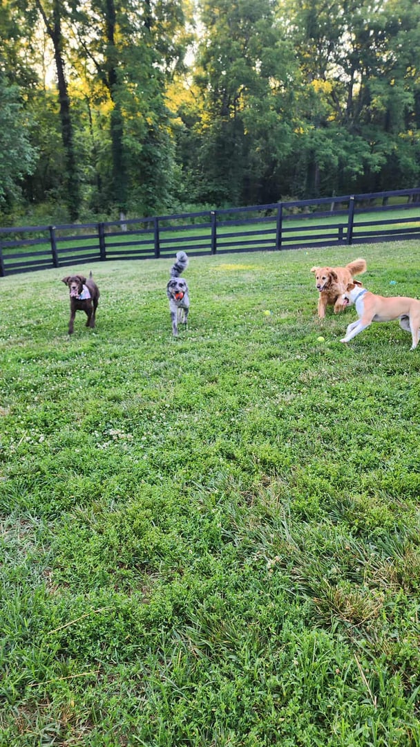 Adorable dog enjoying care