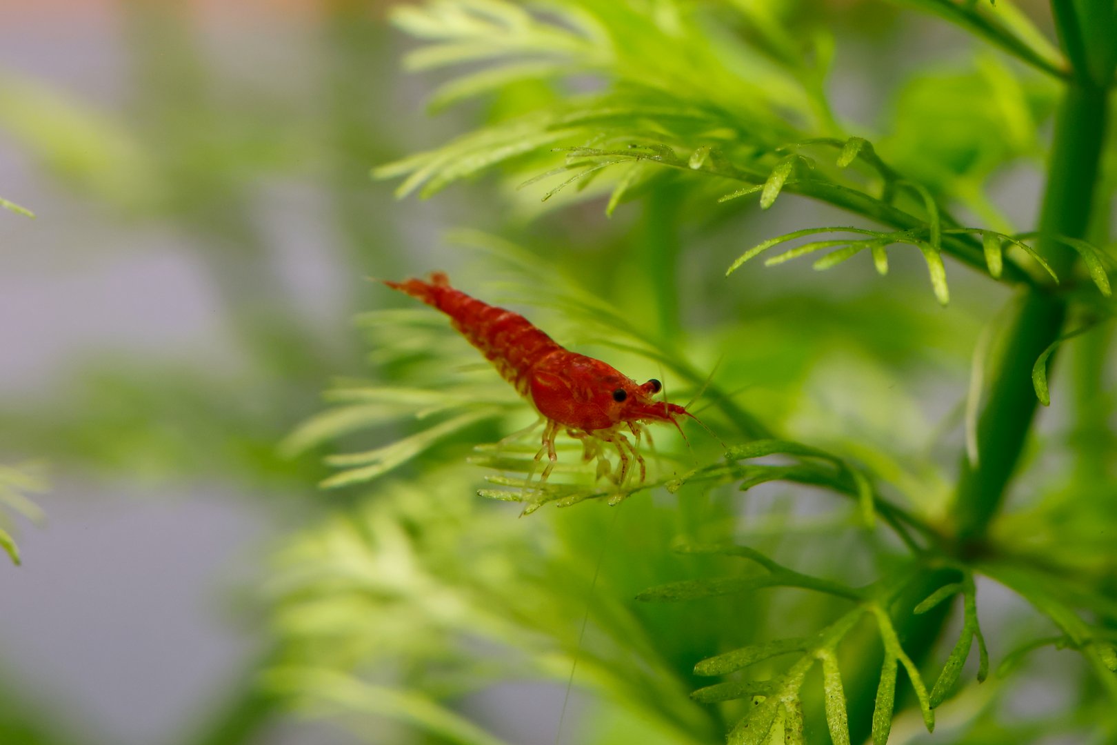 Close up, Red Cherry Shrimp on a hornwort, freshwater aquarium, nano fish tank.