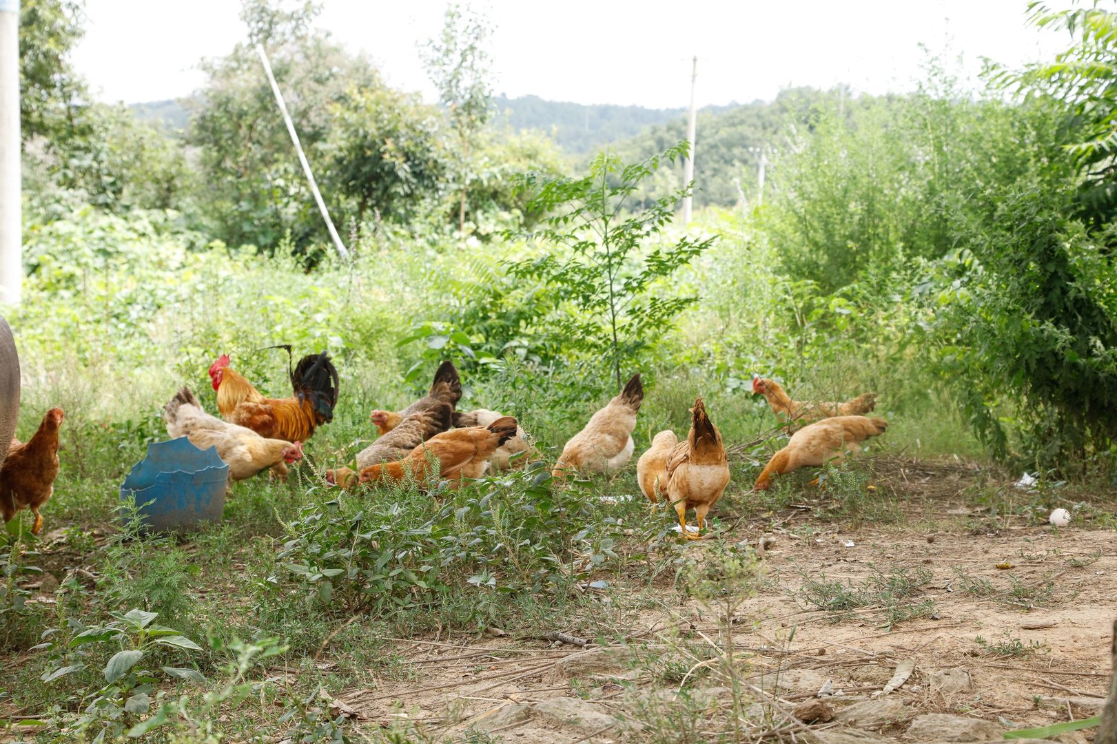 Free-range chickens and rooster foraging naturally in lush green countryside setting with rolling hills and mountains in background