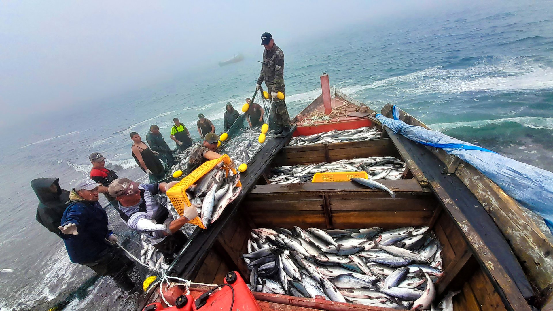 Khabarovsk Krai, Russia - July 27, 2022: Fishermen with the fresh pink salmon ( Oncorhynchus gorbuscha ) catch. Sea of Okhotsk coast. Sakhalin Gulf, Chkalov Island. Khabarovsk Krai, far East, Russia.