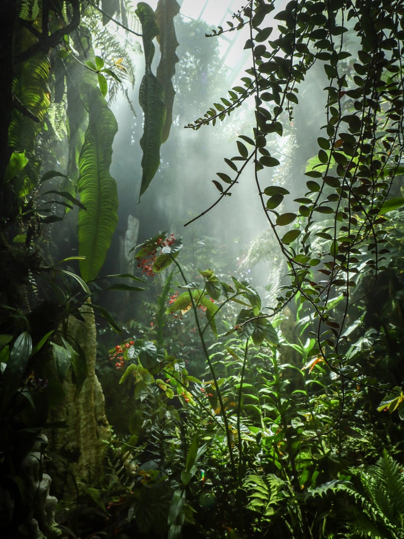 A misty, foggy rainforest landscape in the Cloud Forest, Singapore. Beautiful natural green framed background.