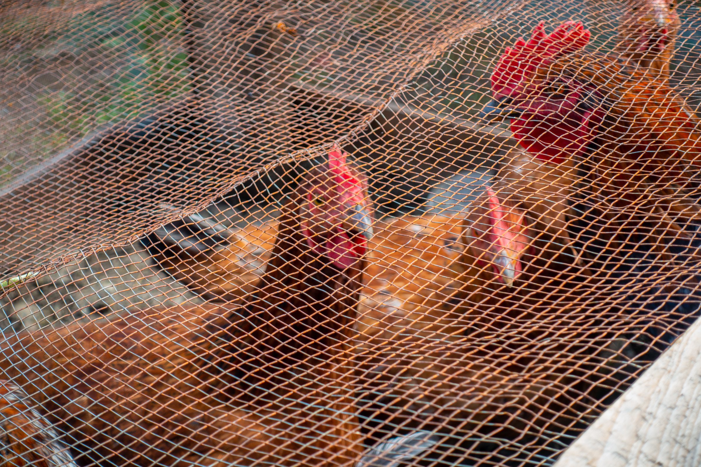 Rhode Island Red