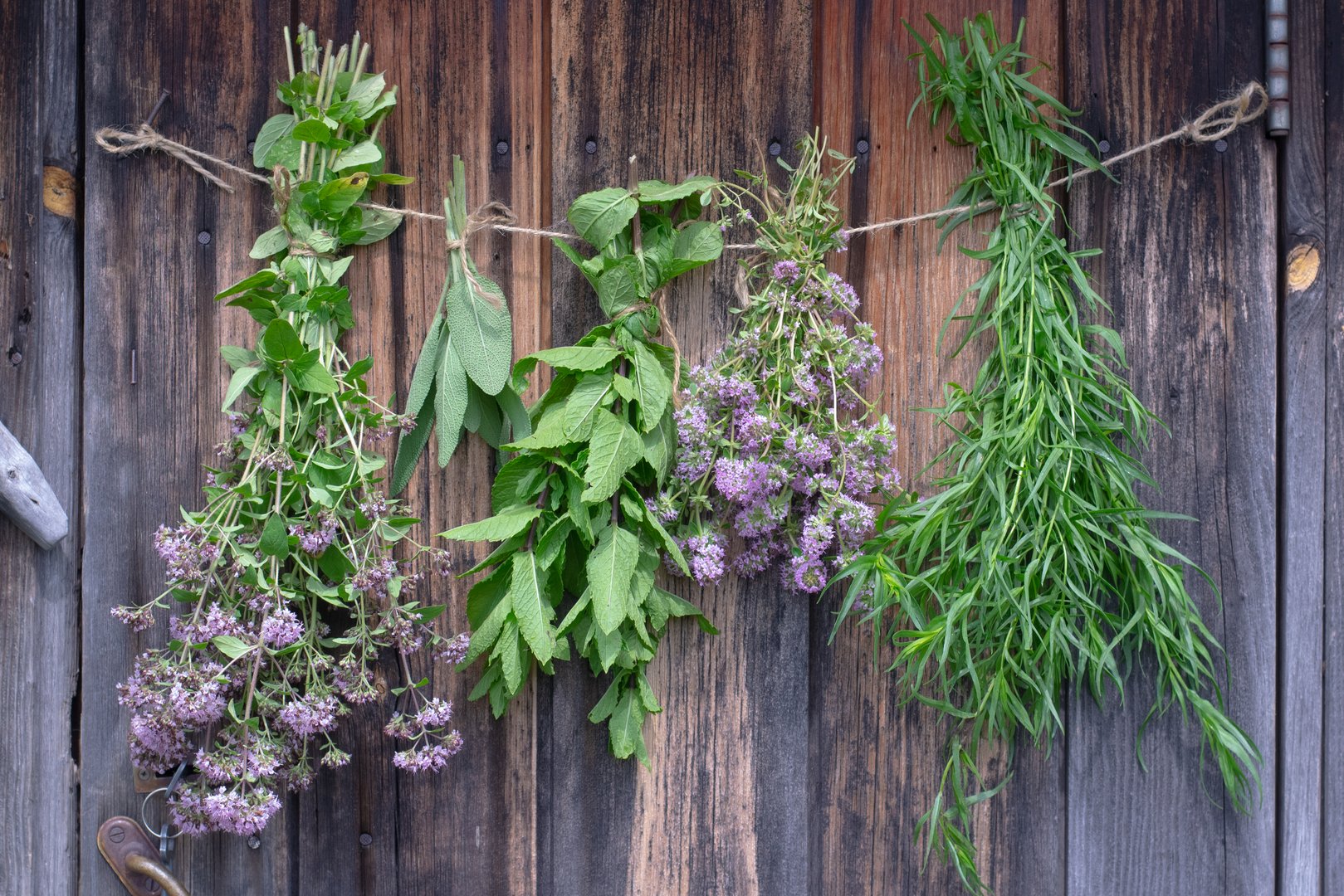 Herbs are hanging and drying