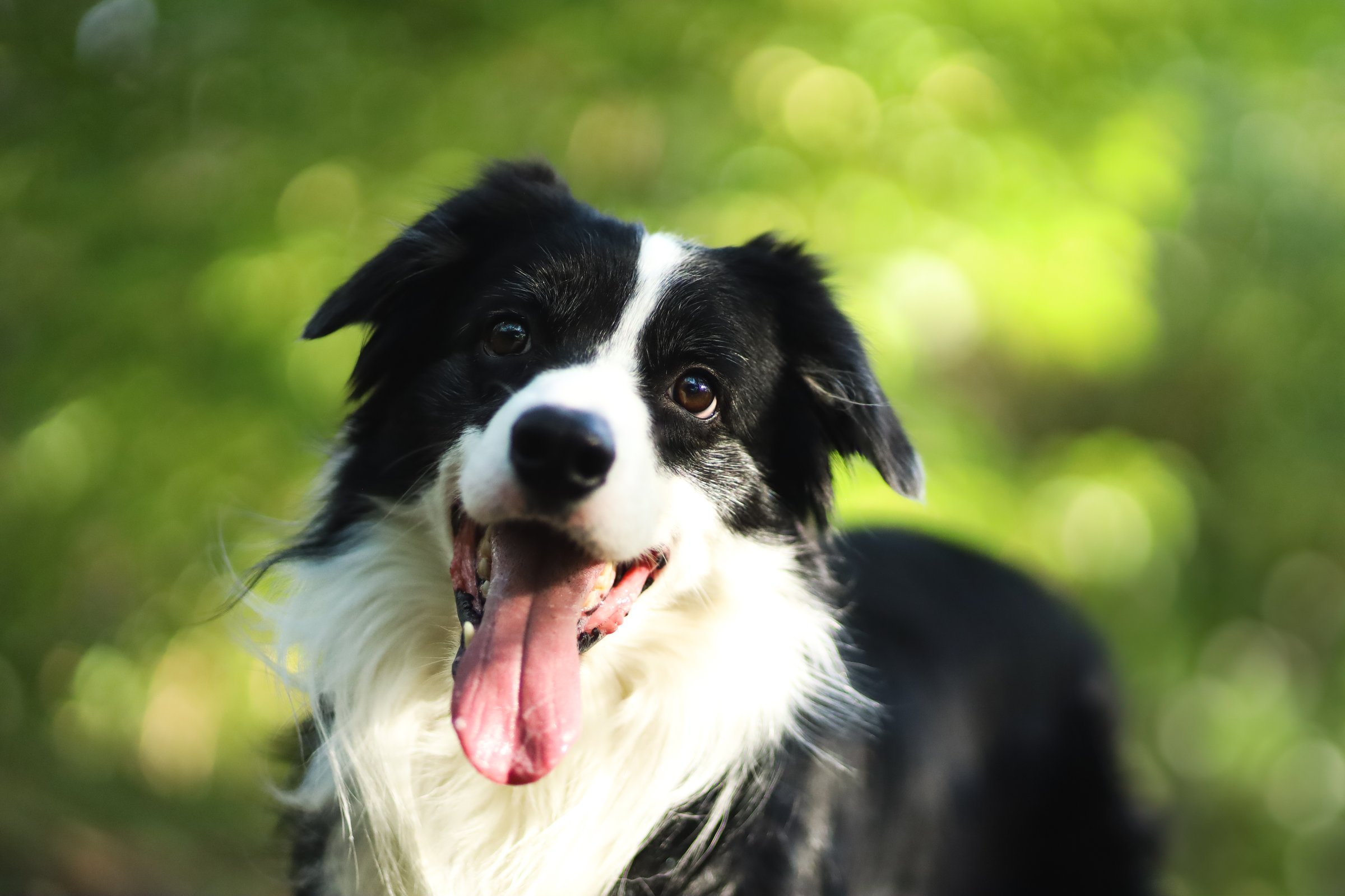 Happy black and white border collie with clever eyes in summer nature.