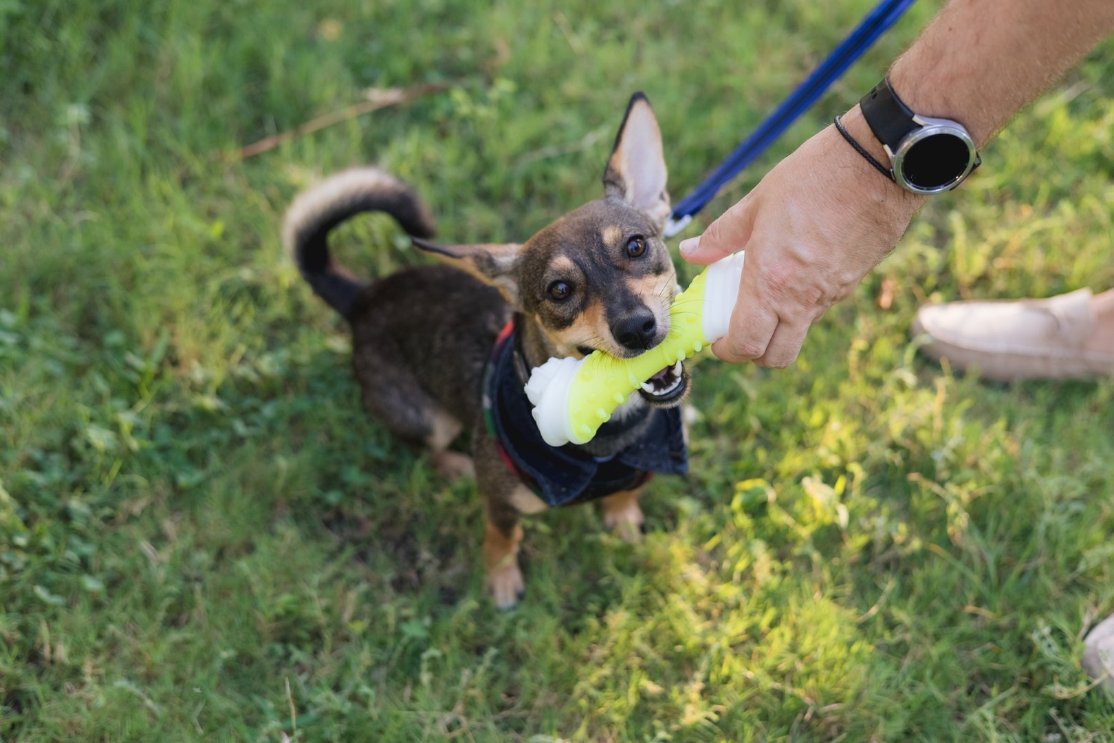 Close-up of man hands and multi-breed small dog walking and playing rubber bone and tennis ball toys with male owner in public park