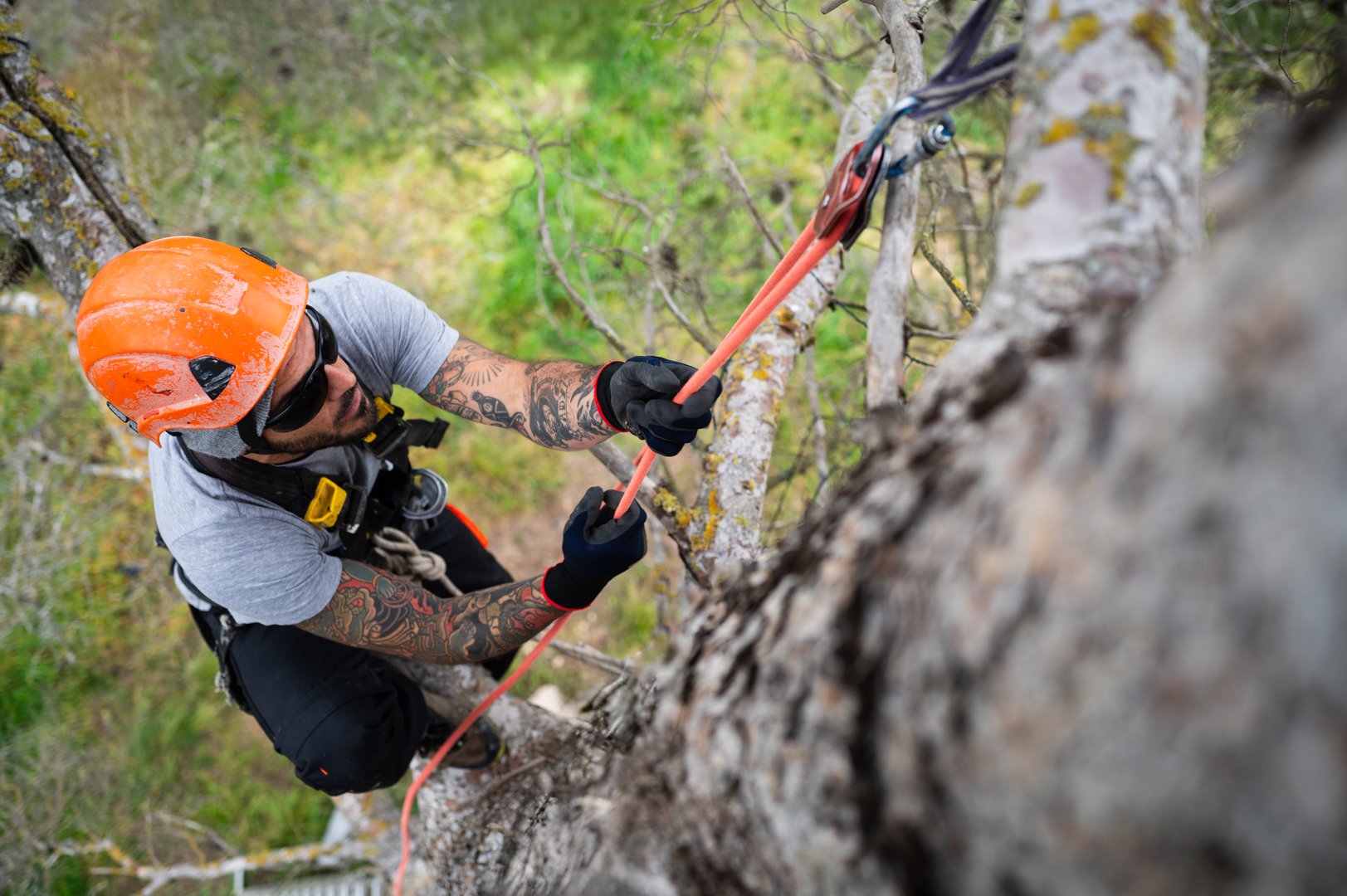 Tree surgeon hanging from rope with harness and helmet while pruning trees