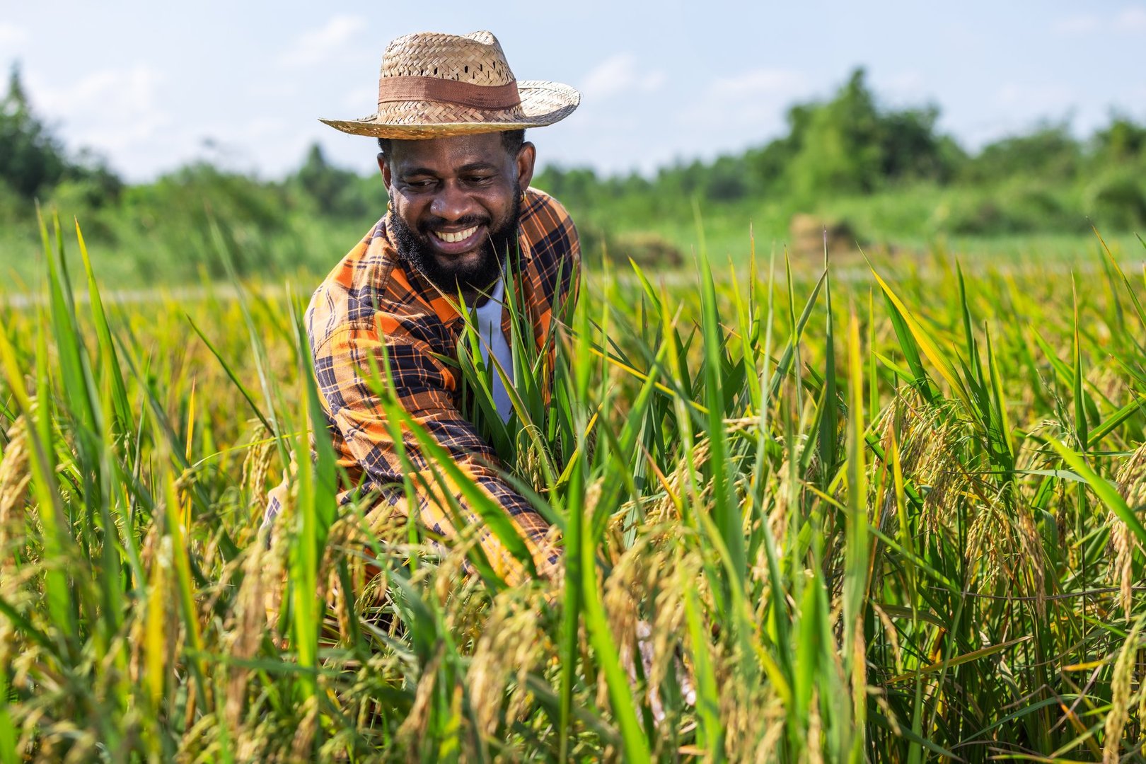 Smiling Farmer Harvesting Crops in a Lush Field on a Sunny Day, Embracing the Hard Work of Agriculture and Enjoying the Fruits of His Labor, Wearing a Straw Hat and Plaid Shirt in Nature