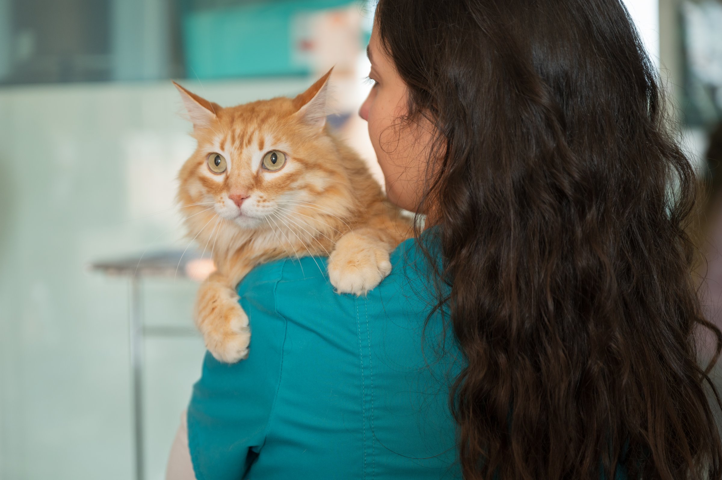 Veterinarian with cat in clinic