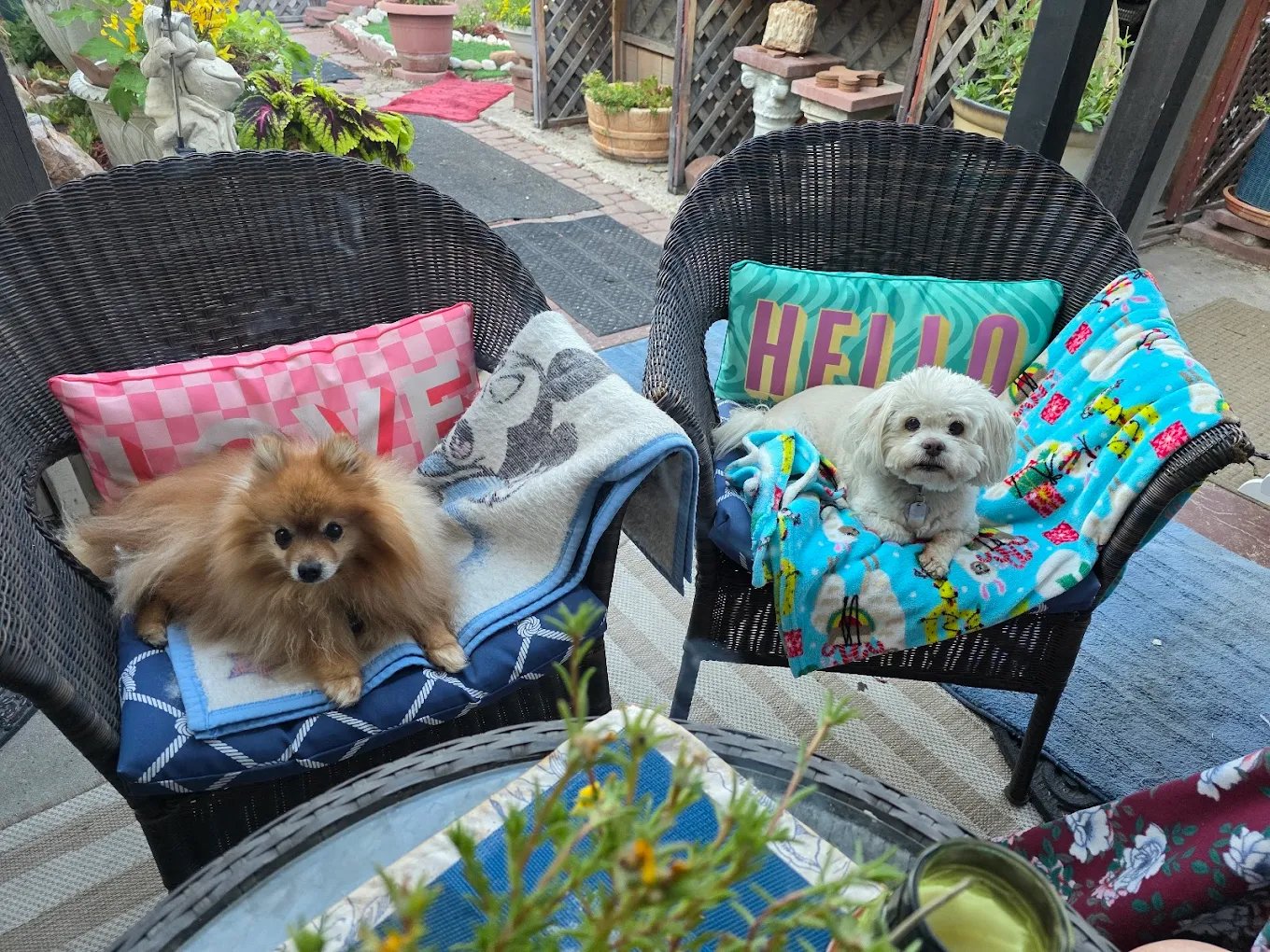 Two dogs at home with Uptown Pets