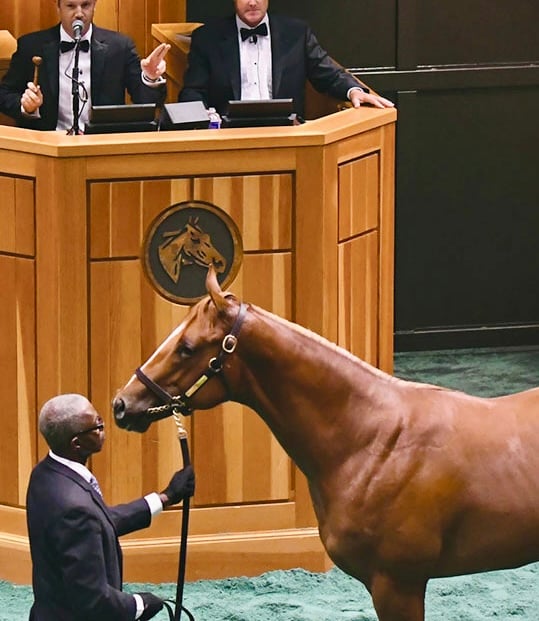 New horses coming soon