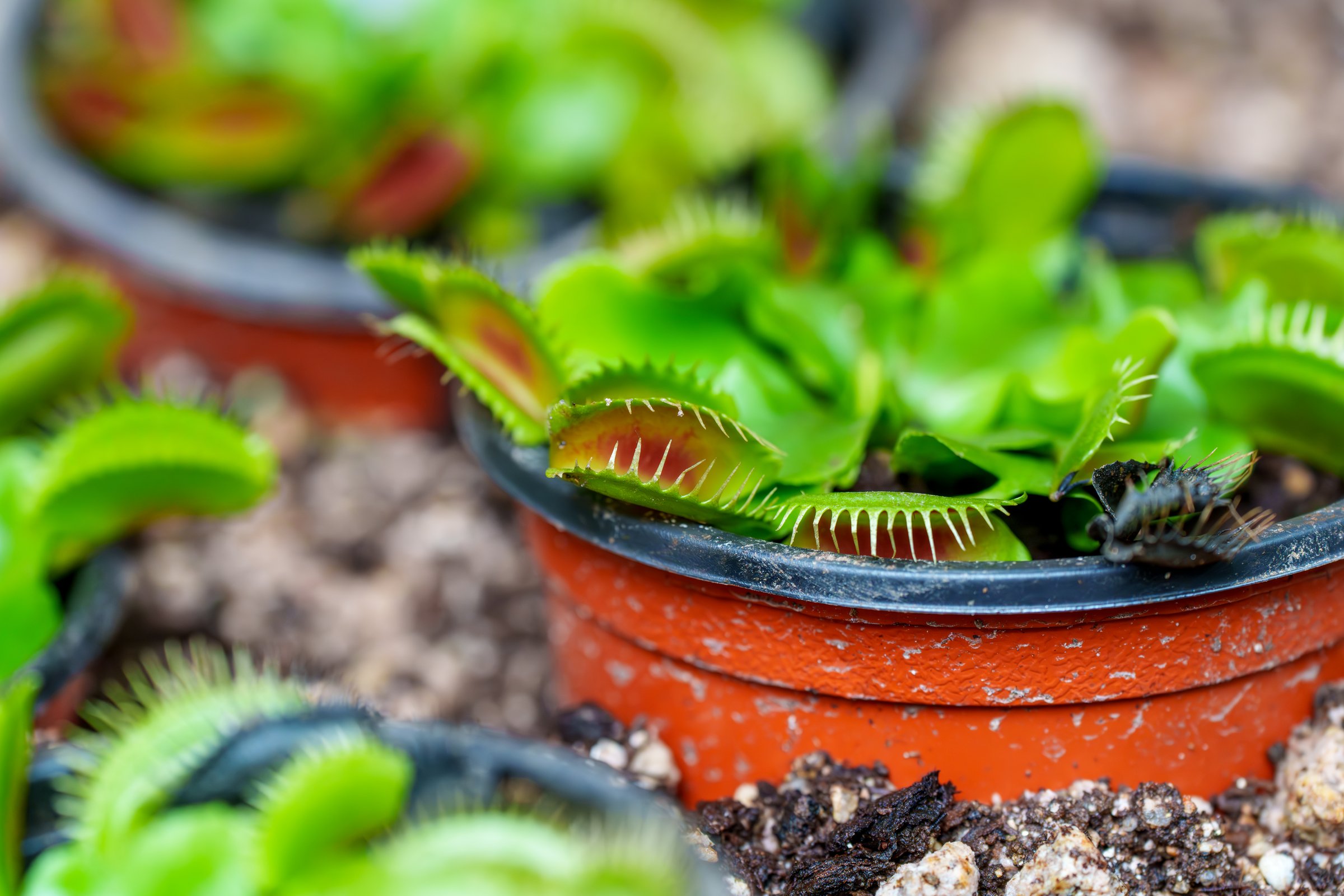 Close-up photo of a cute green Venus flytrap (Dionaea muscipula) growing