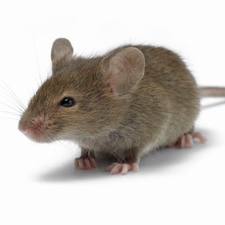 Mice identification guide