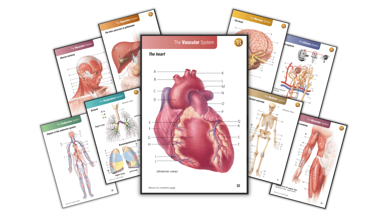 Anatomy Bundle
