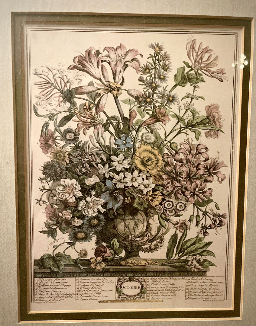 Botanical art curation and historical illustration preservation