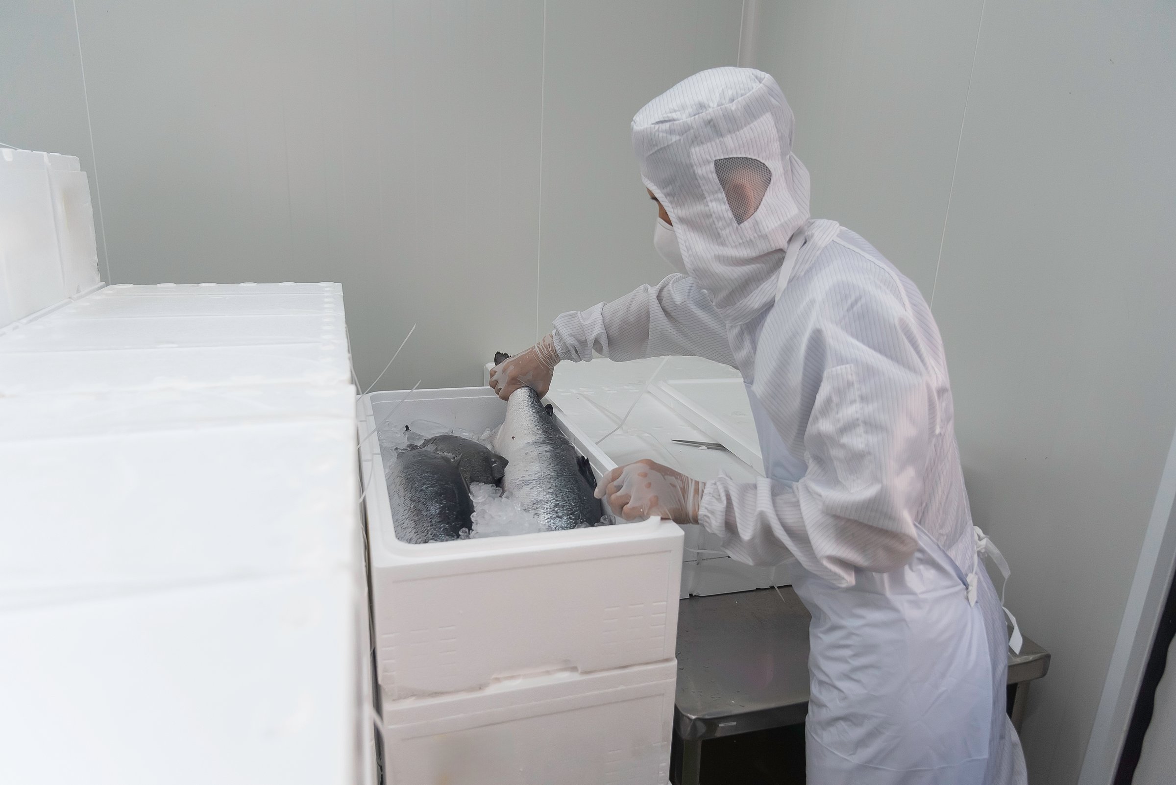 Man inspecting hand-reared Scottish salmon on production line of fish farm by QC staff in cold storage warehouse