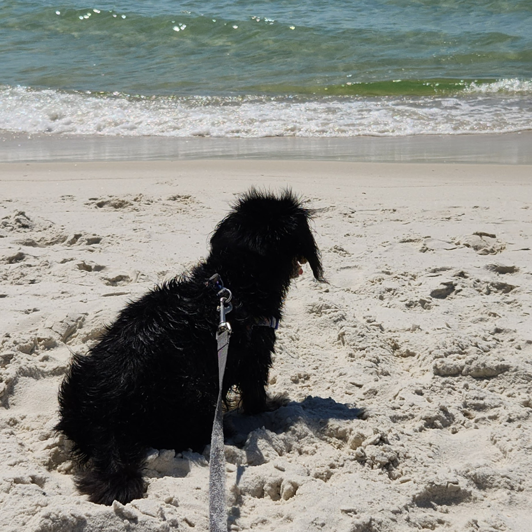Pet-friendly outdoor spaces and decks at Cape San Blas rental property