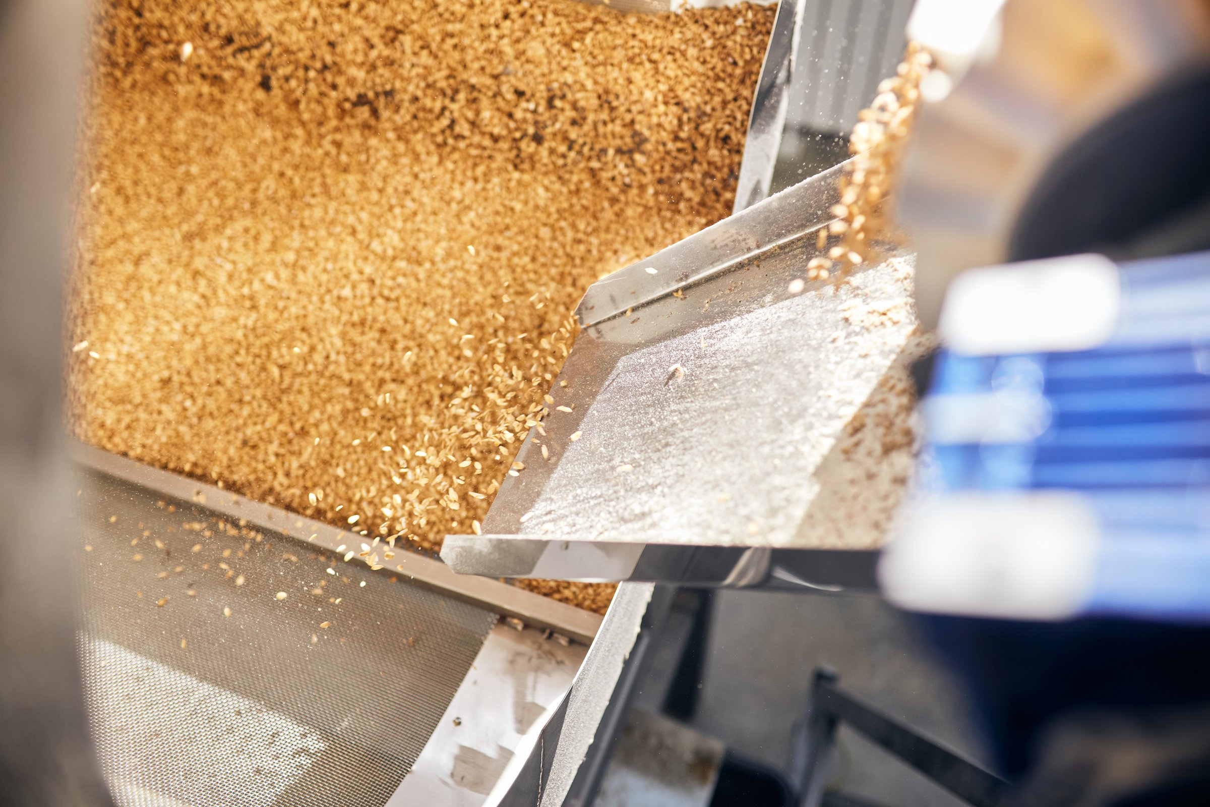 Process of machine sorting, drying and peeling freshly picked wheat grains in the centrifuge on the factory
