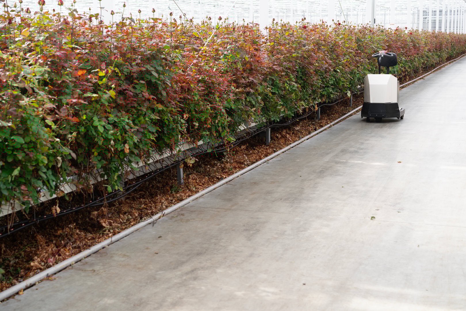 A large greenhouse featuring rows of plants and an automated farming robot on the pathway