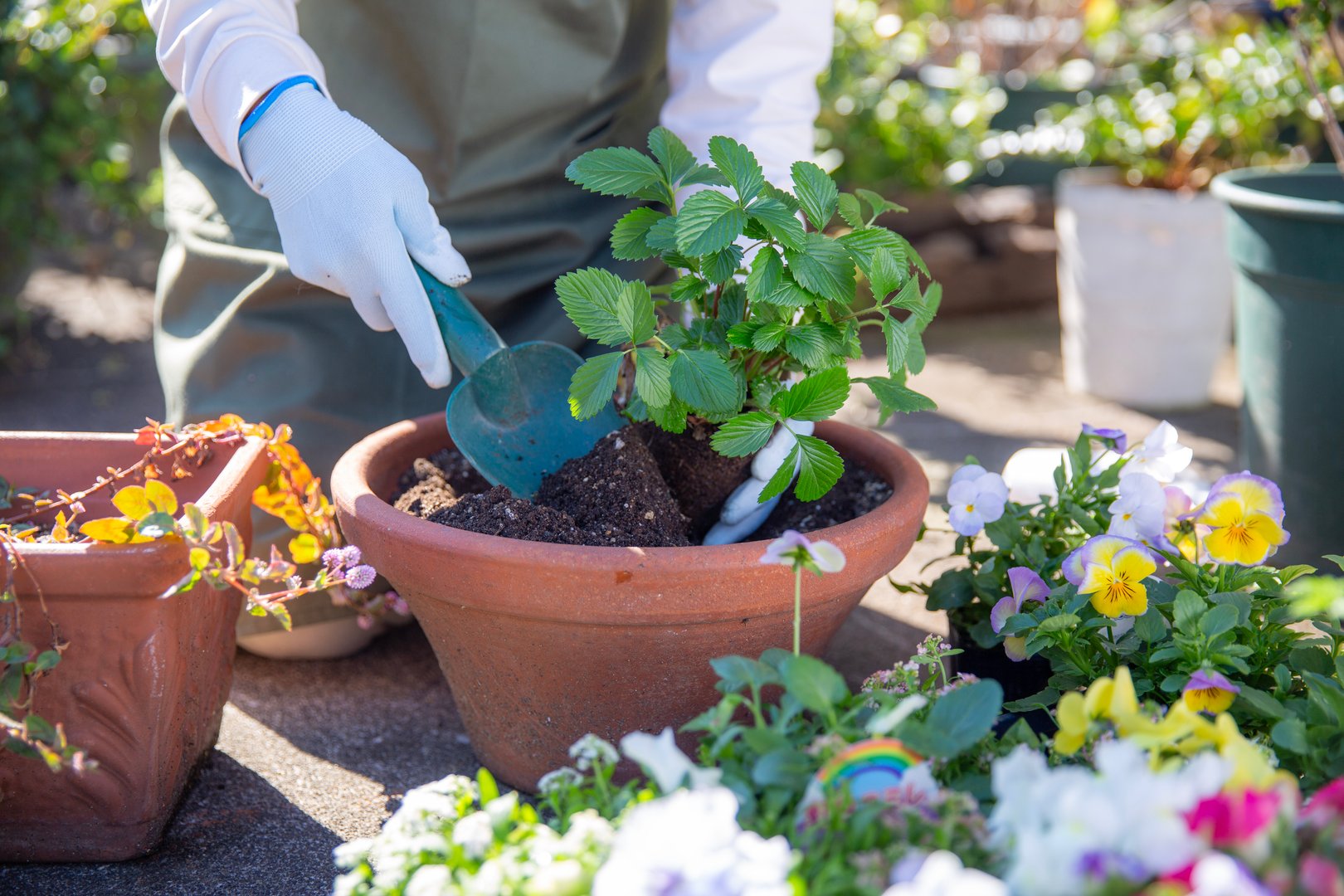 Autumn gardening: Planting wild strawberries in pots